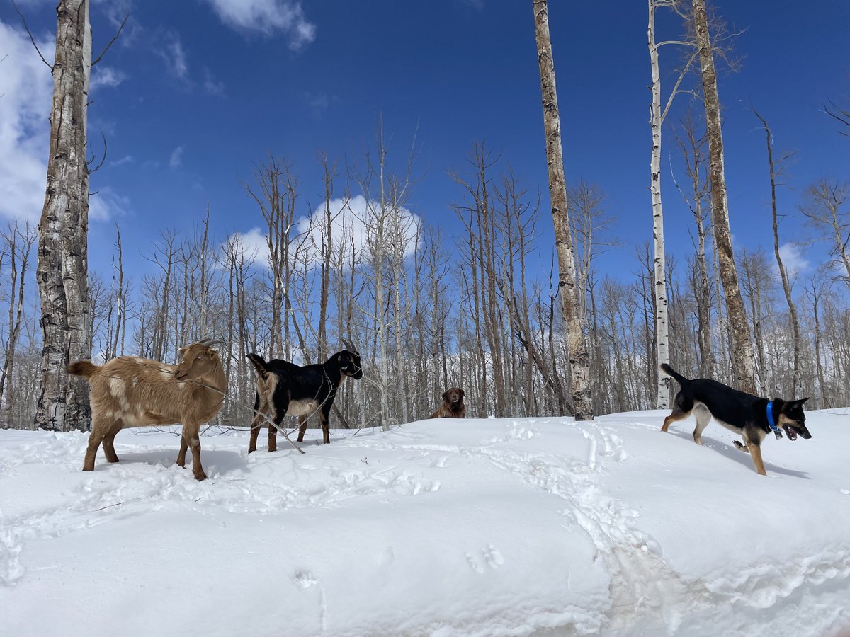 jaminwestby's tweet photo. Huh. 
Last week of April 2022 v. 
Last week of April 2023

⁦@BianchiWeather⁩ ⁦@NWSGJT⁩ ⁦@NWSBoulder⁩ 
⁦@VisitGlenwood⁩ #flattops https://t.co/ZTWKWZ1xXc