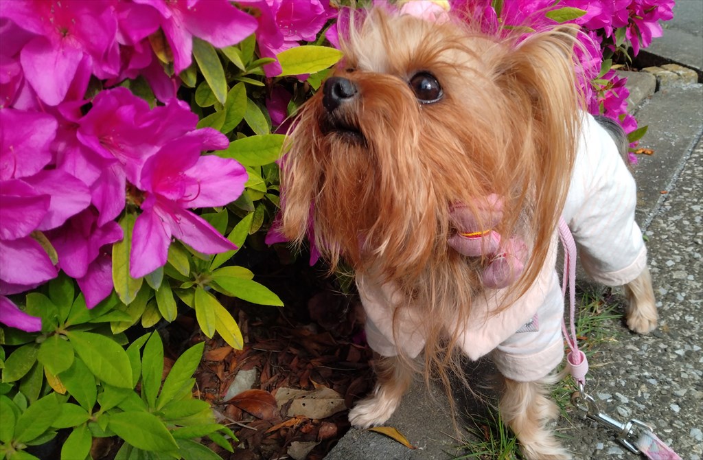 「パパさんと　お散歩したです
　ツツジさん　キレイでしゅよ」byエンジェル

ツツジのお花に　お顔をすりすりして　とても楽しそうだった😊と　パパさん
でも　お顔が😱
香りだけじゃなく　ベタベタも堪能してきたみたいです🤣
#ヨークシャーテリア #ヨーキー
#甘えん坊天使はお花大好き