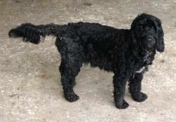 The_Animal_Team's tweet photo. Bramble, female #Cockapoo #Missing from #Hartpury #GL19 area, #Gloucester since 4/4/23. Black with white bib. Chipped. DL: https://t.co/uk90kSg8Gk FB: https://t.co/8JuJEUmI5x #MissingDog #LostDog #dogsoftwitter https://t.co/YezlMyQ8hn