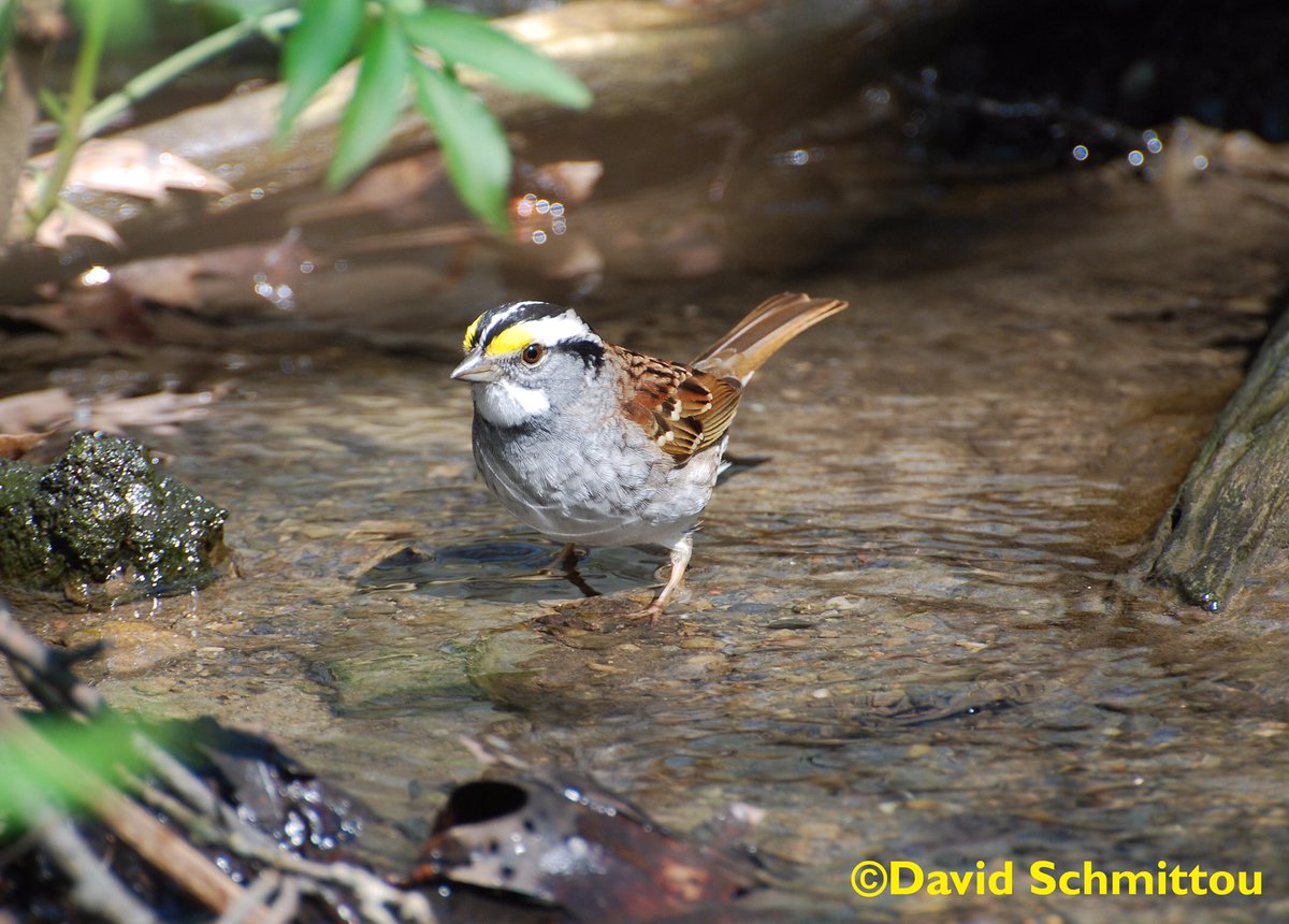 White-throated Sparrow bathing in Central Park 04-23-19 #birding #centralpark #birdingnyc #nycbirds #birdsofnyc #birds #birdphotos #centralparkbirds #birdcpp #birdcp  #whitethroatedsparrow #schmittousbirds #sparrow