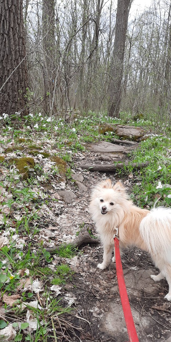 #earthdayeveryday #slowdownSunday #authorlife #trilliums #naturelovers #hiking #DogsofTwittter #niagaraescarpment #niagaraontario 
#writingprompt #WritingCommnunity