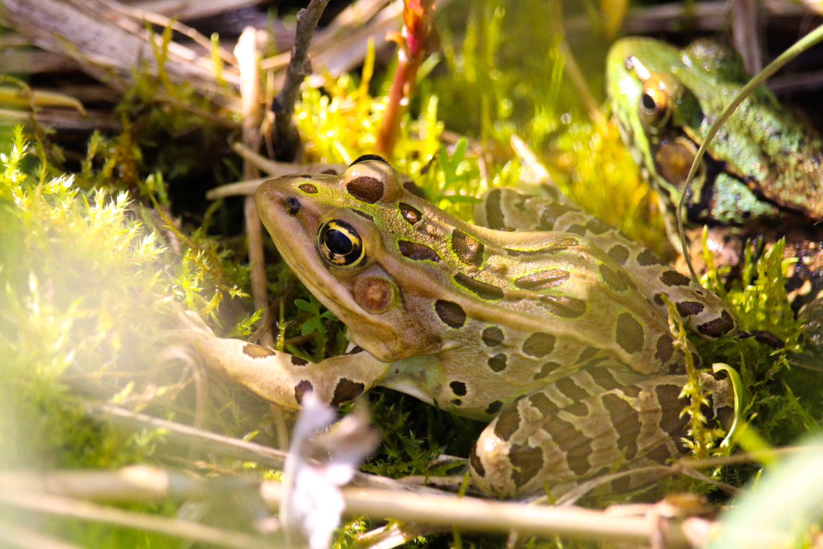 Claudia Lacroix🐢🐟 (@claudlacroix) on Twitter photo 🐸 New paper alert! 🐸
A 91% decline in a common anuran in an otherwise stable #amphibian community inferred from 17 years of rapid road surveys in now out in <a href="/AnimalConserv/">Animal Conservation</a>!
We leverage 17yr longterm data to investigate amphibian population dynamics 🐸📉
#AmphibianDecline🧵 🐸 New paper alert! 🐸
A 91% decline in a common anuran in an otherwise stable #amphibian community inferred from 17 years of rapid road surveys in now out in <a href="/AnimalConserv/">Animal Conservation</a>!
We leverage 17yr longterm data to investigate amphibian population dynamics 🐸📉
#AmphibianDecline🧵