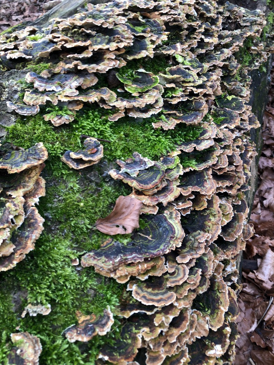There’s a lot going on on this log!

#fungi #moss #turkeytail #nature #fungus