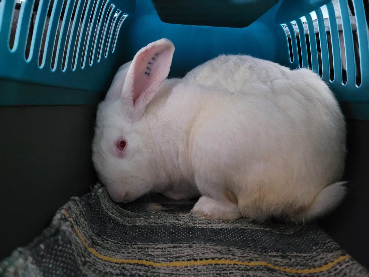 AssoWhiteRabbit's tweet photo. Bienvenue à Zoom, Zazu et Ziggy ! Ces 3 lapins mâles ont servi à tester un nouveau vaccin pour les lapins. Castrés et vaccinés, ils devraient pouvoir être mis assez rapidement à l'adoption ! Si vous souhaitez participer à la prise de Zoom, Zazu et Ziggy : https://t.co/23n01tKAr4 https://t.co/p3zNduCBJk