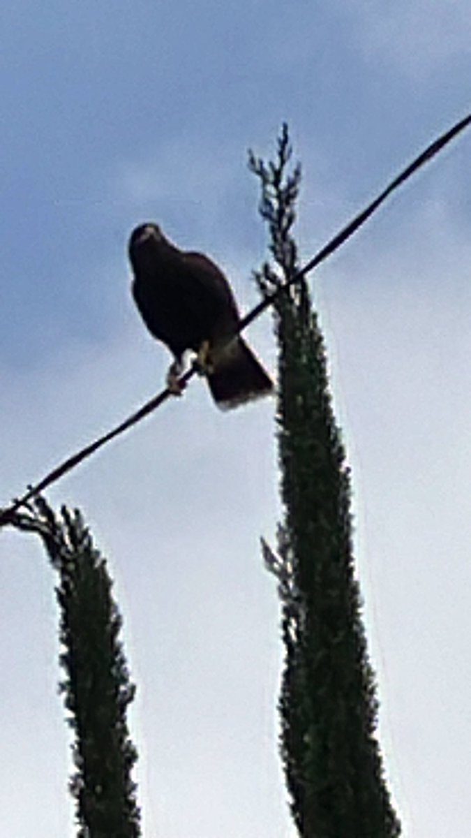 ECoUrbanGardens tweet media