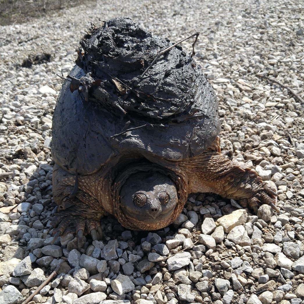 Sure, you've heard of a turtle, but have you heard of a turdle?