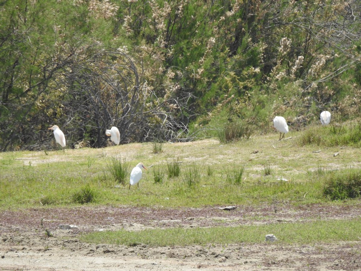 Achna Dam, c135 Glossy Ibis, Collared Pratincole 4N 11am, Purple Heron 2, Squacco 1, Great Egret 2, Little Egret 6, Cattle Egret 6 plus more in surrounding field following tractors, Greenshank 4, Com Sand 2, Spur Wings 4, Wood Sands, Little Terns 2, Marsh Harrier 1. #cyprusbirds
