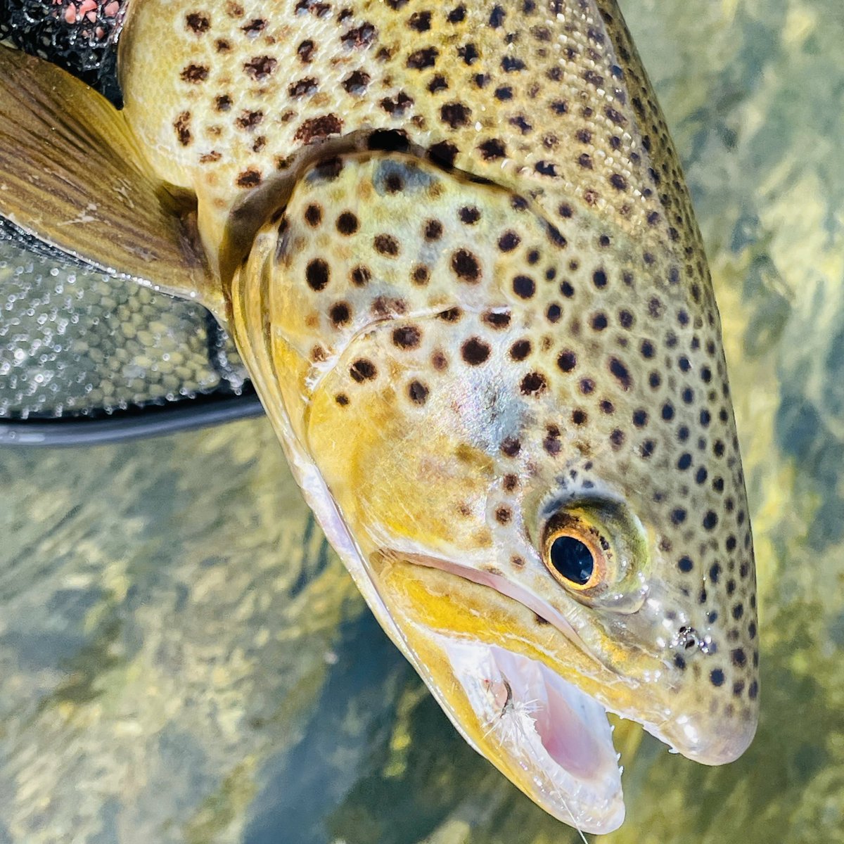 notonlytrout's tweet photo. I’ll be slowly sharing some of the pictures from my trip last weekend to the Green River.  I hope you enjoy!!

Also, I’ve got a couple dozen of the fly that is in this fishes mouth. Reach out if you want to buy some :)

#flyfishing #fishing #browntrout #smallflies https://t.co/RITqb31NzG
