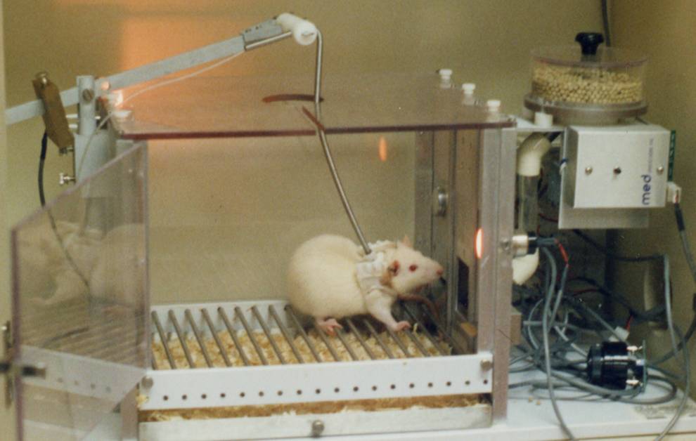 onevoiceanimal's tweet image. 324 rats pour une #ExpérimentationAnimale en 2023 : «Nous n’anticipons pas de nuisances particulières pendant l’auto-administration de cocaïne, hormis un possible risque d’infection lié à l’utilisation chronique de la voie d’administration intraveineuse.»
webgate.ec.europa.eu/envdataportal/…