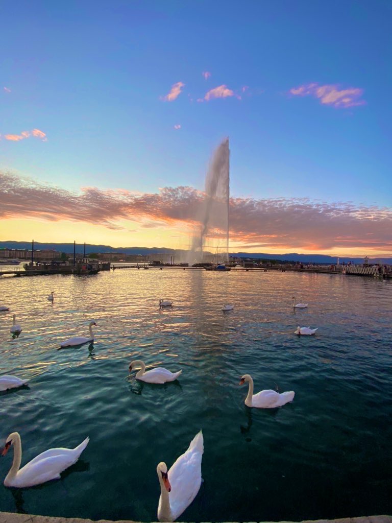 PinkTaxiRunner's tweet image. The early August evening has that blended tint peculiar to the season, of light being withdrawn while summer’s warmth remains #rabbitatrest #JohnUpdike #mygeneva