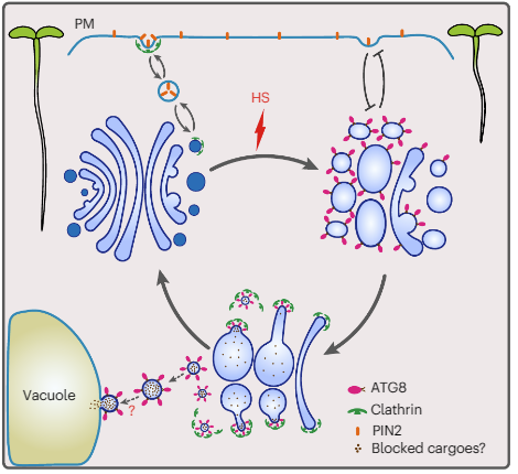 TrujilloLab's tweet photo. Unconventional role of ATG8 in recruiting CLC2 to cisternal membranes to facilitate Golgi reassembly after heat stress 
Nice study by the Gao and Kang Labs!
#proteostasis #endocytosis #vesicletraffic @PPStasis 
https://t.co/ySPSP6EHlz https://t.co/hiQAbPfn5n