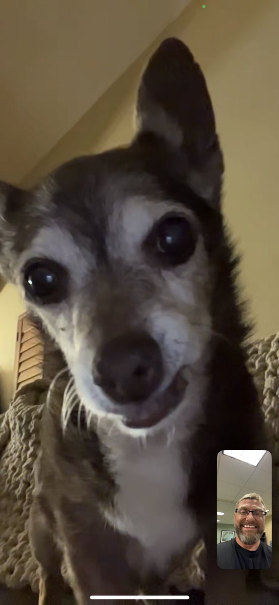 One of my highlights from the Fairfax VegFest, aside from having a 4-hour continuous line to get signed copies of my books, was showing Dr. T. Colin Campbell, and his wife, Karen, how I FaceTime with my dogs when I travel. They loved it. 😍 @FairfaxVegFest