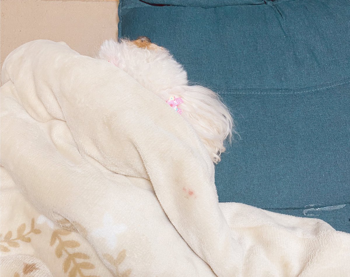 アニカム見にリビングに来たらぬくぬくしていた。 https://t.co/8qbKOQNY5L