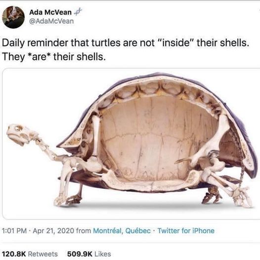 SparkOtter's tweet photo. Turtles are absolutely buck wild creatures - imagine if you will a cross section of our Lonesome George, the last Pinta Island giant tortoise from #bookofextinction: https://t.co/FcBVNWmryO
