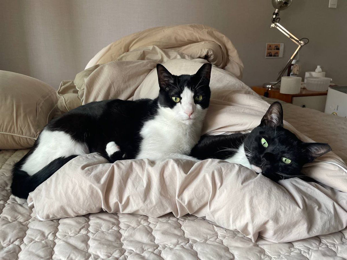 도도다다냥 (@dodo_dadada) on Twitter photo 