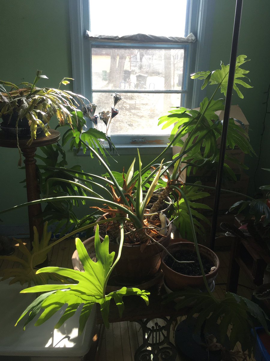 Sun thru the window
Sounds of avian life in the yard.

Hard to remember,
There’s a ground war in Europe
Russian soldiers are killing grandmothers
And their babies.

Stand against
#Tyranny and #Fascism