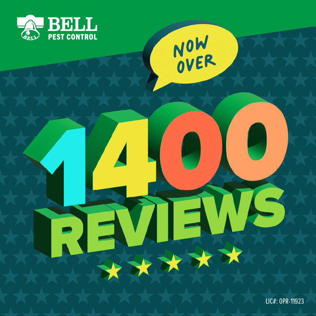 BellPestControl's tweet image. With over 1400 reviews on Google My Business you know what to expect from Bell Pest Control. #bellpest #bellpestsacramento #pestcontrolnearme