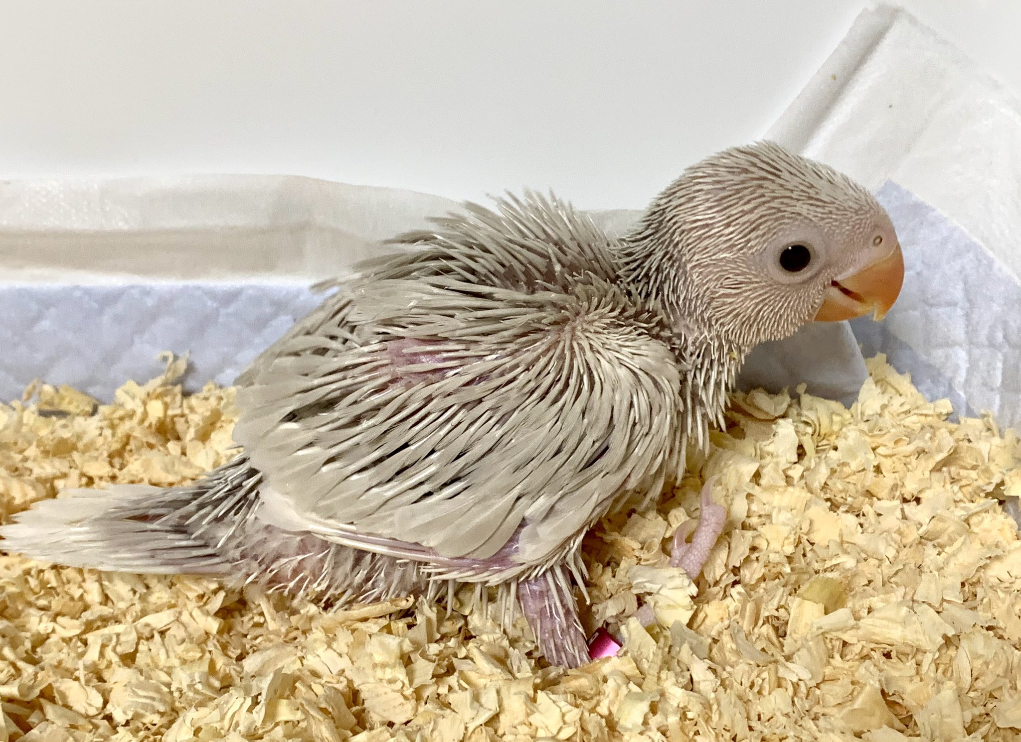 アビちゃん🕊(ﾜｶｹﾎﾝｾｲｲﾝｺ) (@Avi_0605) / X