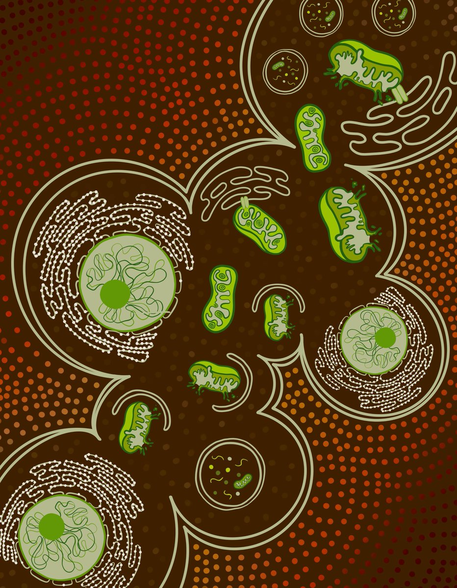 Elizabeth McKenna (@elizsmckenna) on Twitter photo Now in <a href="/CD_AACR/">Cancer Discovery</a>: #Mitophagy Promotes Resistance to BH3 Mimetics in Acute Myeloid #Leukemia - <a href="/glytsou/">Christina Glytsou</a> <a href="/xufeng_chen/">xufeng chen</a> Emmanouil Zacharioudakis <a href="/ProfGavathiotis/">Evris Gavathiotis</a> <a href="/iannisaifantis1/">Iannis Aifantis</a> et al. <a href="/RutgersCancer/">Rutgers Cancer Institute</a> <a href="/ae_cancercenter/">ME Cancer Center</a> <a href="/EinsteinMed/">Albert Einstein College of Medicine - Official</a> <a href="/Perlmutter_CC/">Perlmutter Cancer Center at NYU Langone Health</a> <a href="/NYUGSOM_Path/">NYU GSOM Pathology</a> doi.org/10.1158/2159-8… Now in <a href="/CD_AACR/">Cancer Discovery</a>: #Mitophagy Promotes Resistance to BH3 Mimetics in Acute Myeloid #Leukemia - <a href="/glytsou/">Christina Glytsou</a> <a href="/xufeng_chen/">xufeng chen</a> Emmanouil Zacharioudakis <a href="/ProfGavathiotis/">Evris Gavathiotis</a> <a href="/iannisaifantis1/">Iannis Aifantis</a> et al. <a href="/RutgersCancer/">Rutgers Cancer Institute</a> <a href="/ae_cancercenter/">ME Cancer Center</a> <a href="/EinsteinMed/">Albert Einstein College of Medicine - Official</a> <a href="/Perlmutter_CC/">Perlmutter Cancer Center at NYU Langone Health</a> <a href="/NYUGSOM_Path/">NYU GSOM Pathology</a> doi.org/10.1158/2159-8…