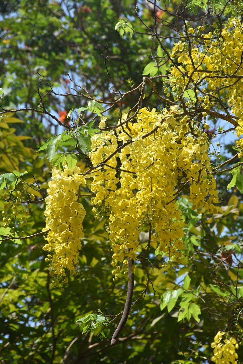 #Cassiafistula #goldenshower #Indianlaburnum #KaniKonna #puddingpipetree