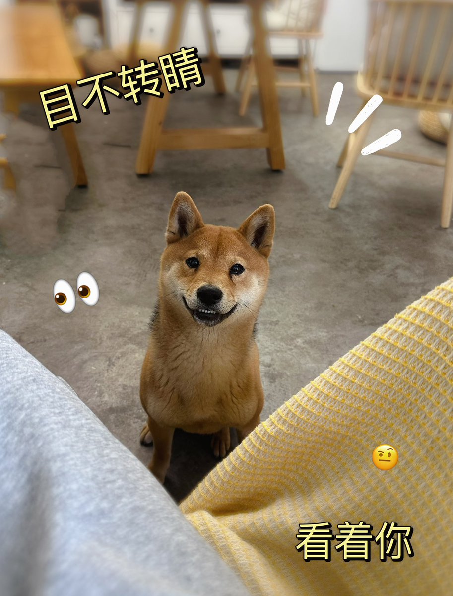davidwang930's tweet image. Japanese Shiba Lnu