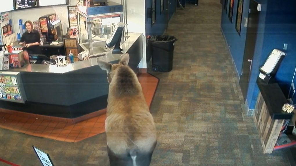 Moose sneaks into Alaska movie theatre, starts snacking on popcorn ctvnews.ca/lifestyle/moos…