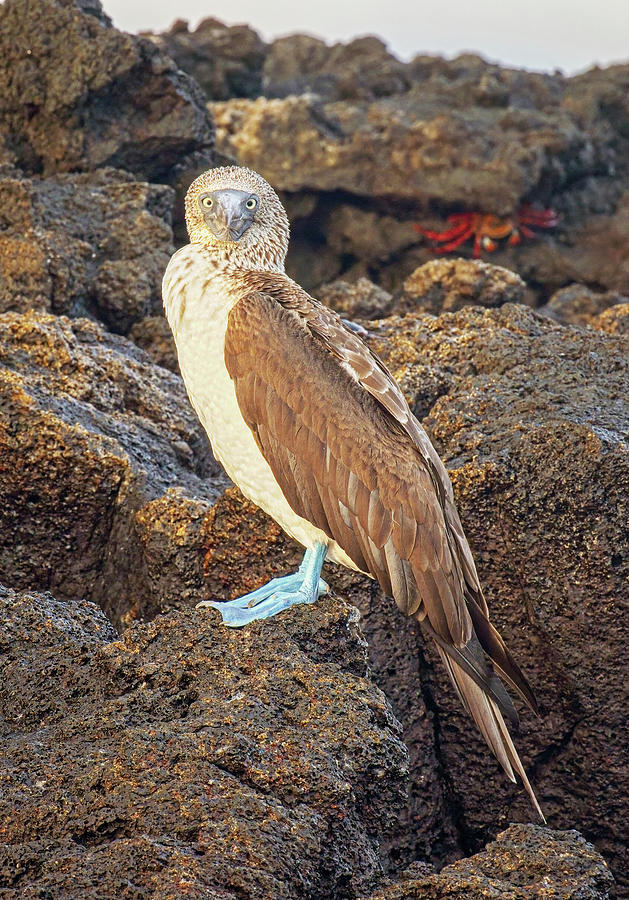 joancarroll's tweet photo. Blue-footed Booby Galapagos Islands! https://t.co/LmiWbSTgp3 #booby #Galapagos #bluefooted #galapagosislands #wildlife #wildlifephotography #Travel #travelphotography #giftideas @joancarroll https://t.co/GmV7vdYnIl