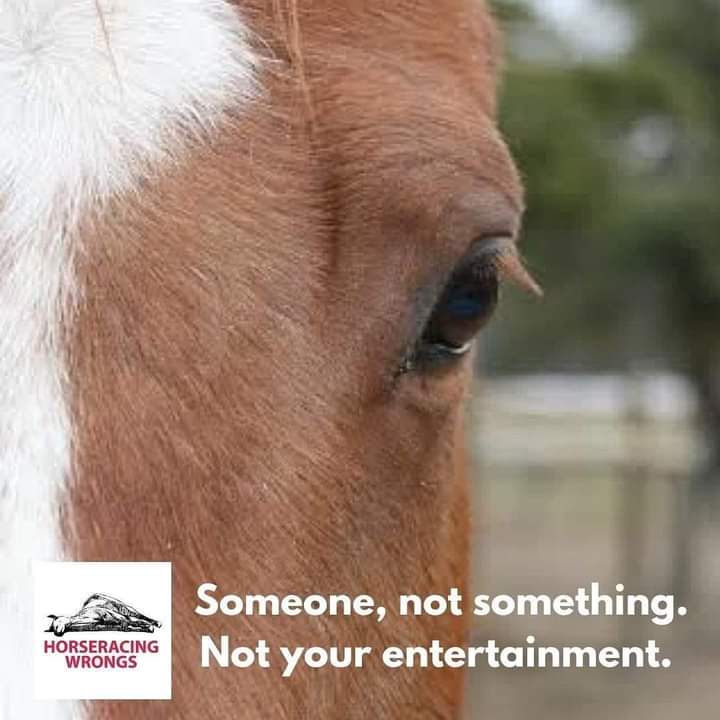 Horseracing is animal cruelty. 

Animals are #NotYourEntertainment

#KentuckyDerby  #BoycottKentuckyDerby #BanHorseRacing #HorseracingKillsHorses