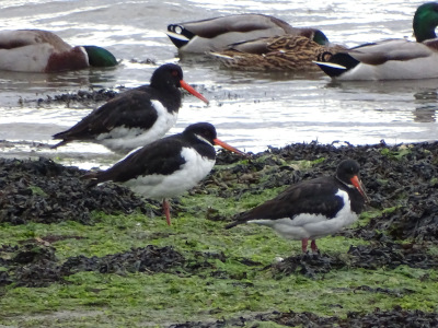 'Protecting, Preserving &amp; Promoting the River Itchen in Southampton - Final Report' will be presented to the Overview and Scrutiny Management Committee and Cabinet in June.

#river 
#Itchen 
#Southampton