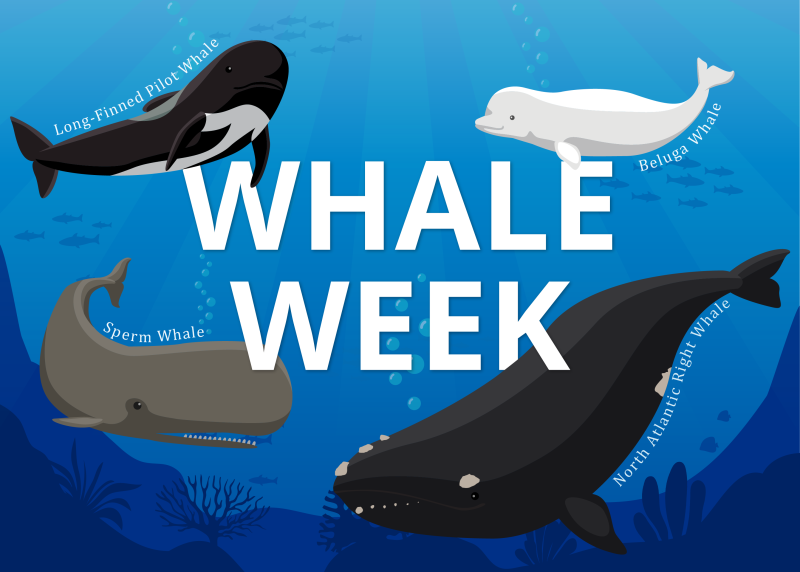 NOAAFisheries's tweet photo. Welcome to #WhaleWeek 2023! Take a deep dive into whales including threats to their survival, recovery efforts, and what you can do to conserve whales🐳: https://t.co/fchZV0ltIW https://t.co/J0ayAdwmqa