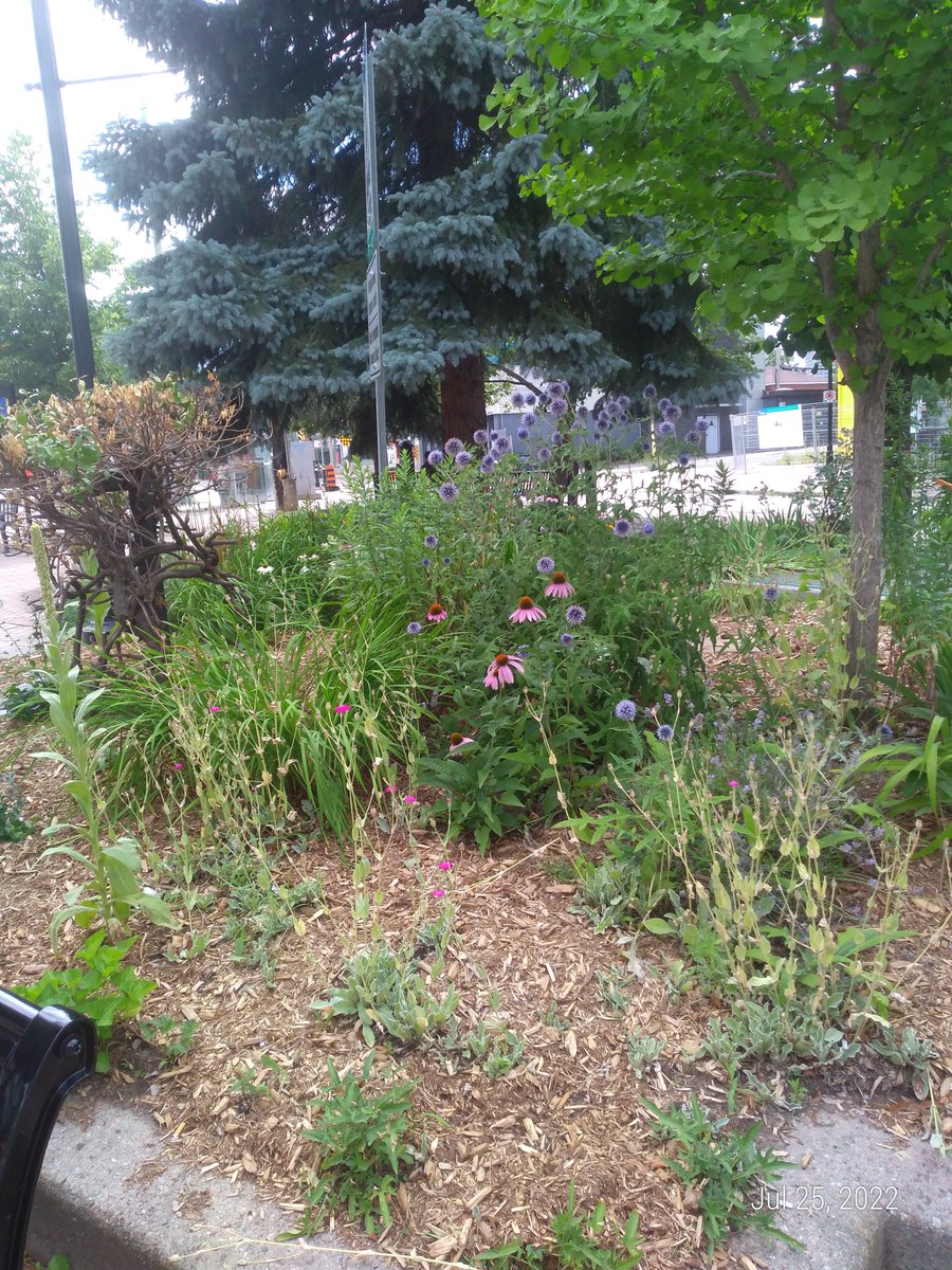 Help us Garden in our Parks and Open Spaces! Hoping to entice some new volunteer gardeners to keep the community blooming - Somerset Square, McCormick Park, Parkdale Park &amp; the gardens beside Marche Hintonburg.  For more information please contact Cheryl at hedc@sympatico.