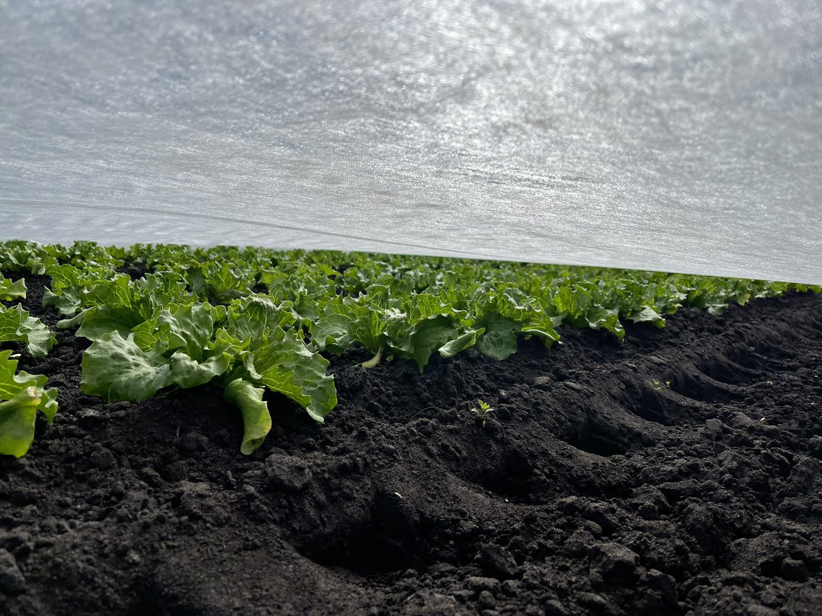 Agronomysilvers's tweet photo. Lettuce and spinach Monday today crop walking @AgriiUK frost forecast for tonight but hopefully not a heavy one it’s nearly May….. 2023 the year that just keeps on giving !  #coldApril https://t.co/PSJkiBPTlO