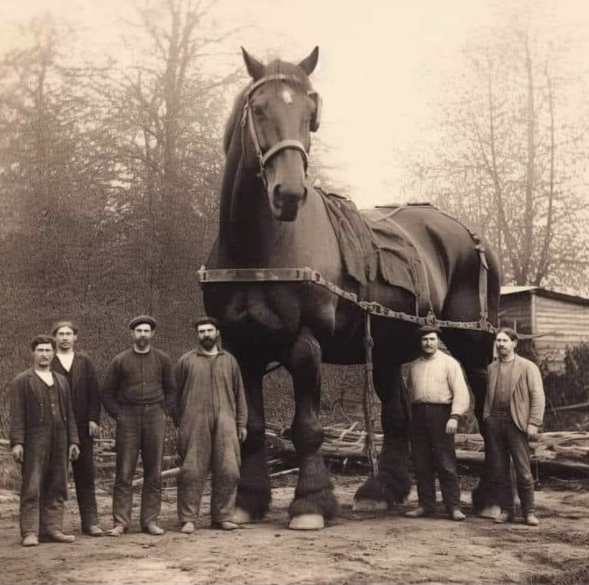 worlds largest horse ever recorded