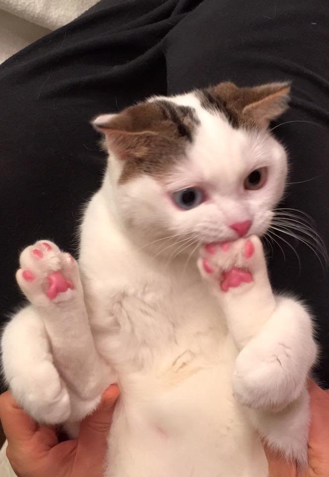 omnomnom