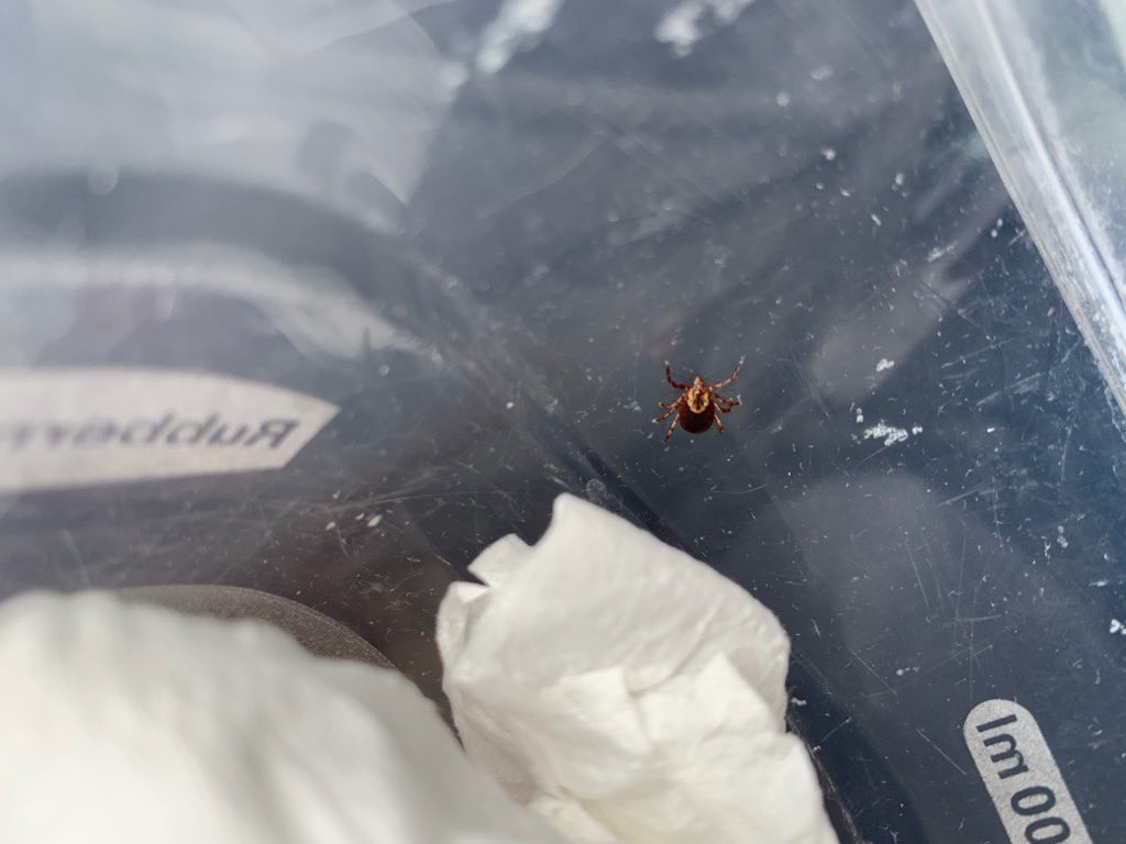 hockeycardfeet's tweet image. Little bastard #killitwithfire