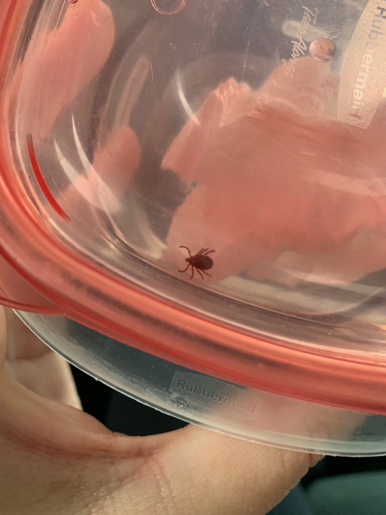 hockeycardfeet's tweet image. Little bastard #killitwithfire