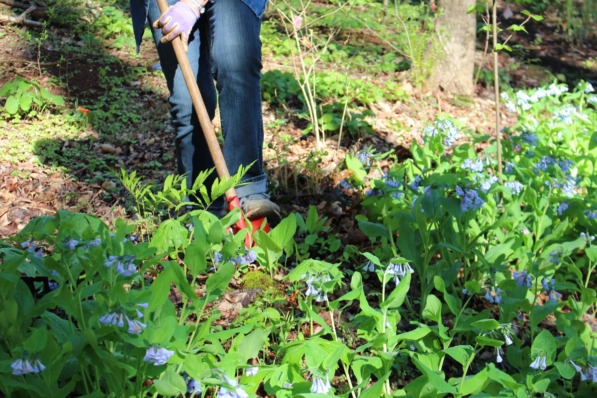 HortForsythNC's tweet photo. We've got evening volunteer workdays scheduled at the Arboretum this spring and summer on second Thursdays - I hope to see you there! https://t.co/oB6Z7QFJIe https://t.co/HaM81VhDjK