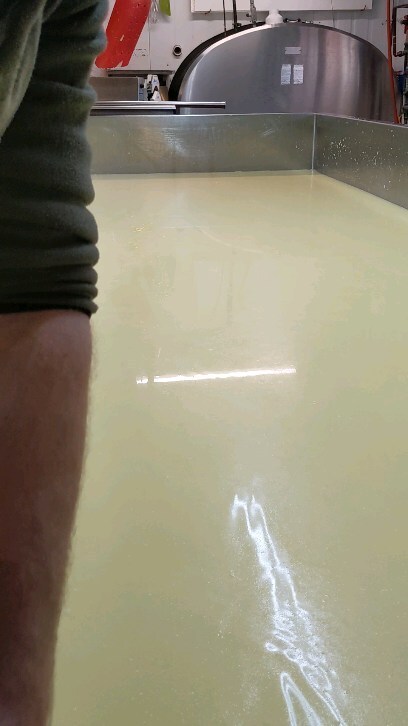 clover_creek's tweet image. Cutting the curds on a batch of Clover (cheddar) this morning. This is what separates the curds from the whey. The solid curds be one cheese and the liquid whey is drained off and fed to our calves. #cheesemaking #cheesemakingprocess #rawmilkcheese instagr.am/reel/Cra9nQZPB…