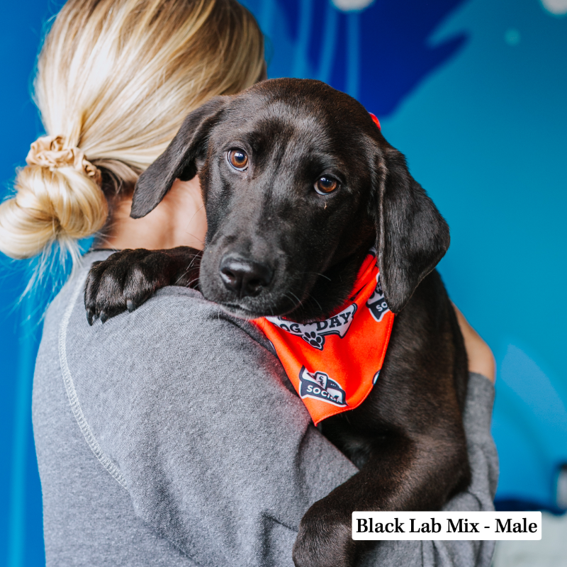 whitesox's tweet photo. These Sox pups need some names (&amp; homes)! 🐾

We're teaming up with Chicago-based animal rescue group, @onetailatatime, to launch the “Sox Ultimutt Dog Naming Contest,” leading up to Dog Day, sponsored by @TitosVodka.