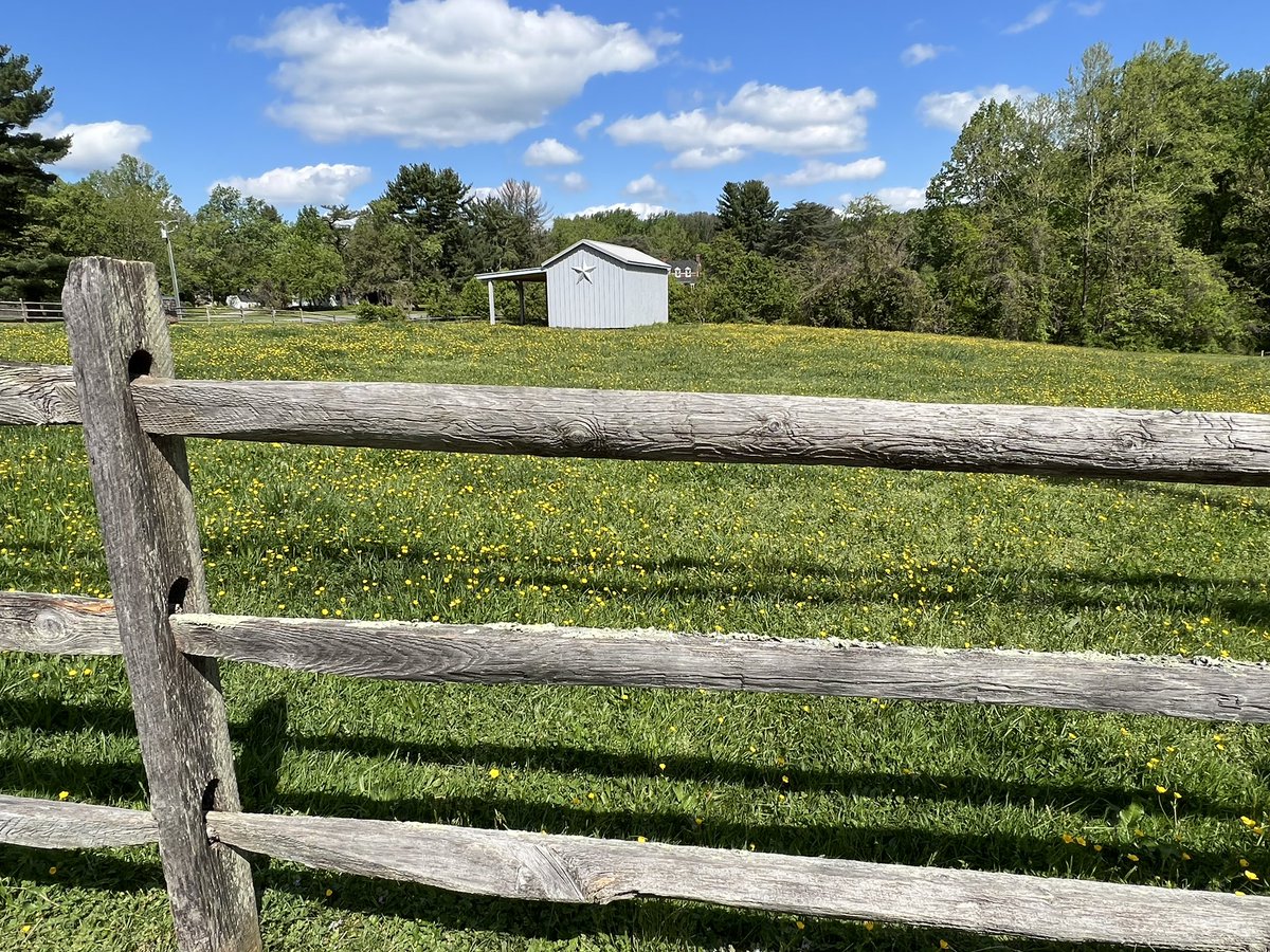Some things in nature like slugs &amp; lightning bugs have virtually disappeared in MD my lifetime. So I was thrilled to see this field of buttercups on my morning walk. As kids we held them under our chins to see the gold reflection! #naturalbeauty