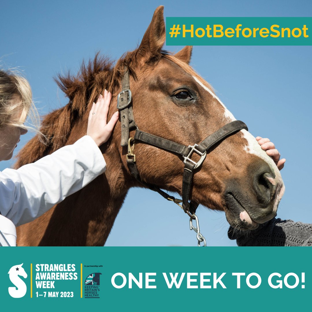 ✨ONE WEEK TO GO! ✨

Strangles Awareness Week starts Monday 1st May! 

#PleaseRT this post and follow the #SAW2023 social pages to see our content as the week unfolds. From inspiring outbreak stories to how to get involved in the #TempCheckChallenge. 

redwings.org.uk/strangles/hors…