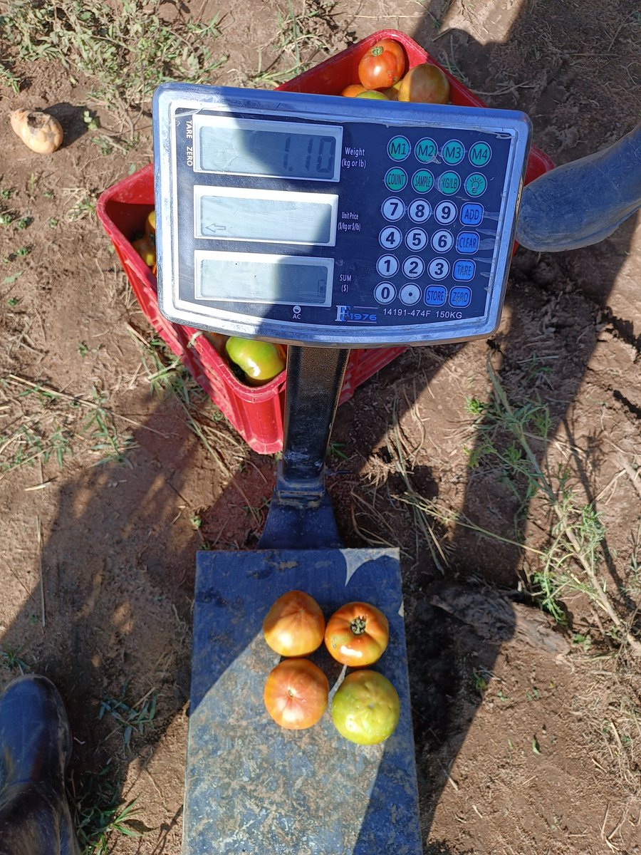 FarmDudeZW's tweet photo. This #DaisyF1 has proved to be a superior line in the rains. It produced GH quality under the circumstances.
@Fran_Mapindani @SeedCoVegZim https://t.co/lITl0j3ovX