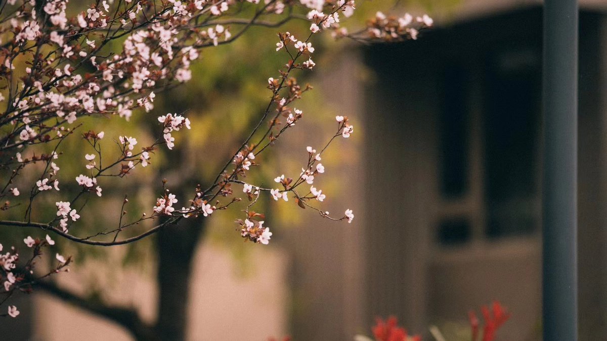 花香多自苦寒来