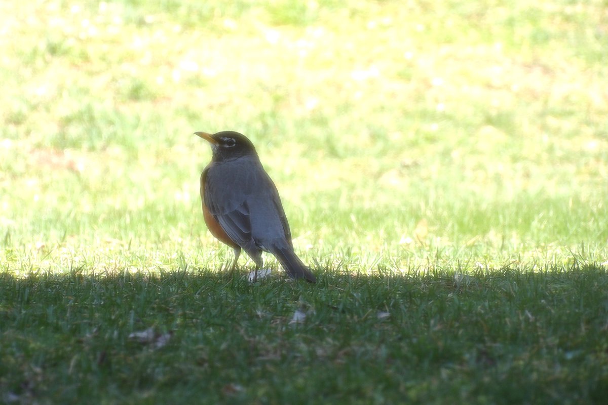 AForkshire's tweet photo. 'When robins appear, loved ones are near'. Great to know especially since my mother passed away in October. #spring #robinredbreast #wildlife #wildlifephotography #birdphotography #robinbird #naturephotography #nature #birds #birdsofinstagram #singingbirds #gardenbirds https://t.co/zScpcbRHjU