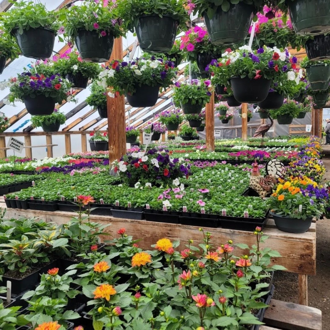 Plant Something Together tweet media