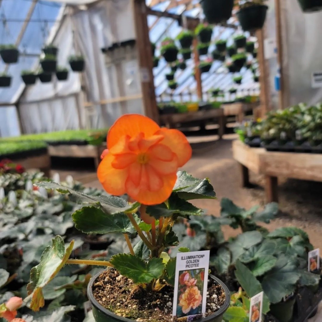 Plant Something Together tweet media