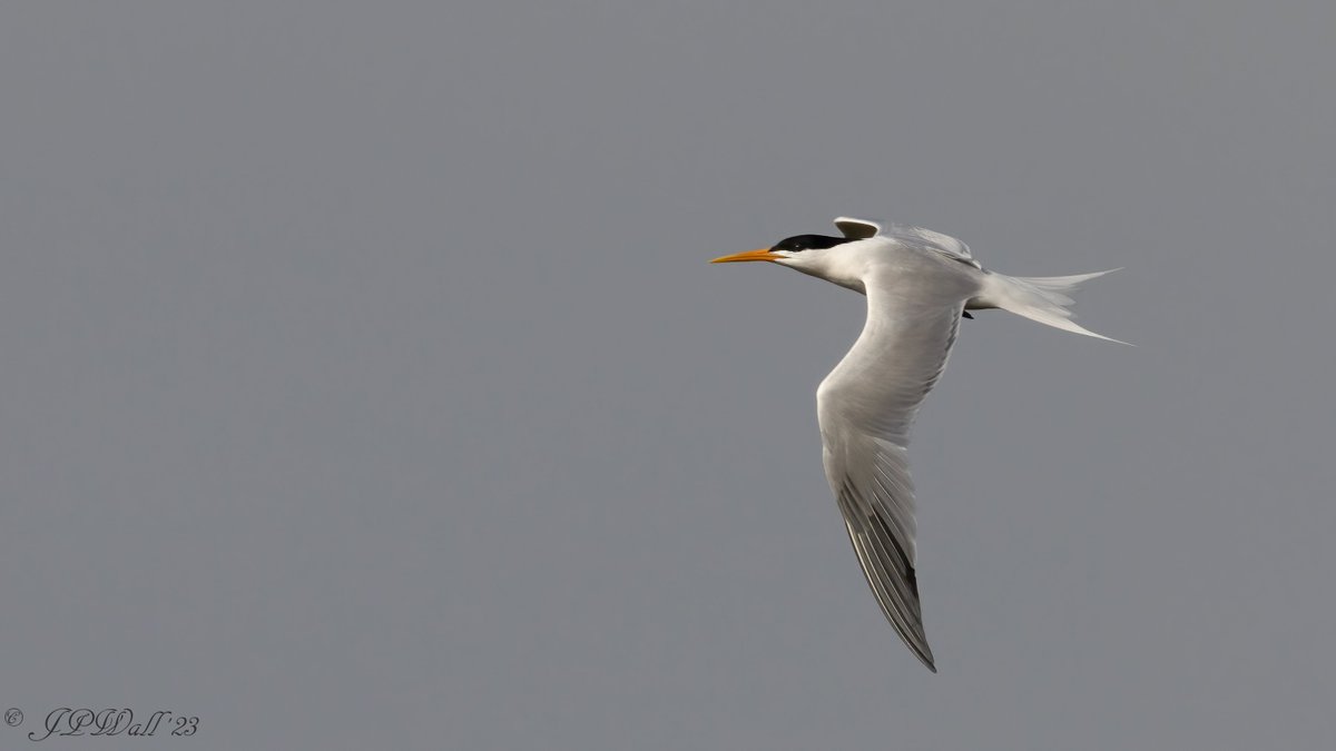 wawlee's tweet photo. Elegant Tern this morning at Lodmoor. 
Got to the viewing shelter from West path shortly before it flew towards Weymouth bay.
Fantastic find by Geoff Barlow &amp; thanks Daragh for the call. https://t.co/Glk4xoLVFP