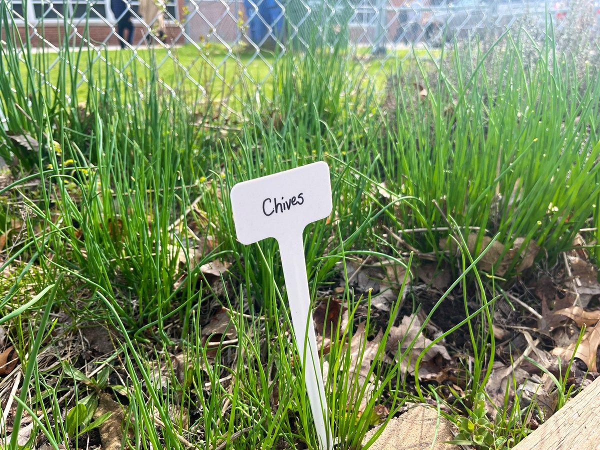 GLVPS's tweet photo. Thank you to Glenview parent Kim Jeffrey for giving staff a tour of the edible garden on the PD Day today. Awesome learning experiences for our students. https://t.co/L1weJdbelx