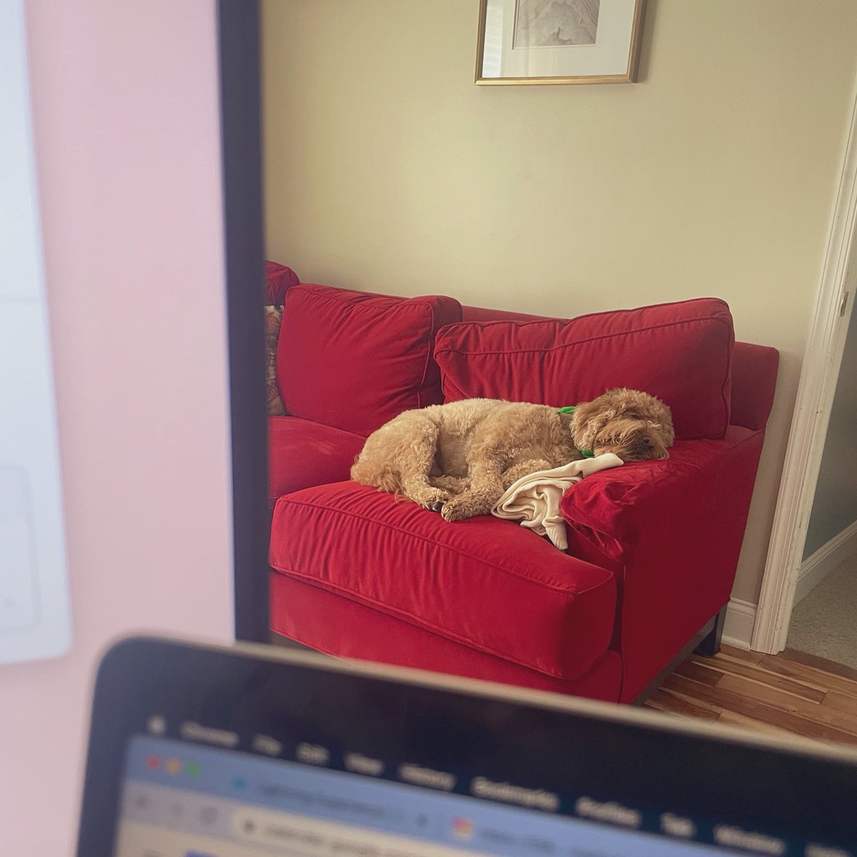 Only a few hours into the workday and my coworker is already sleeping on the job. #CaseOfTheMondays #wfh