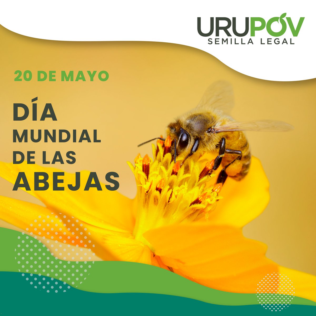 Hoy es el #DíaMundialdelasAbejas. 🐝¡Celebremos el papel de los #polinizadores para mantener ecosistemas saludables, la #biodiversidad y el suministro mundial de #alimentos!

#SemillaLegal #sustentabilidad